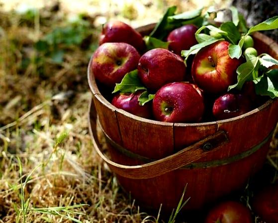 What Fruit Was Called a Persian Apple?