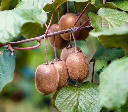 The Best Suppliers of Wild Kiwi 