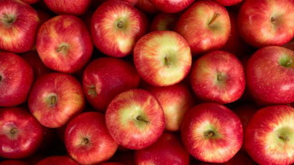 The Major Distribution of Natural Apple