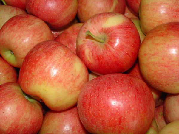 The Wholesale Price Of  Apple Fruit