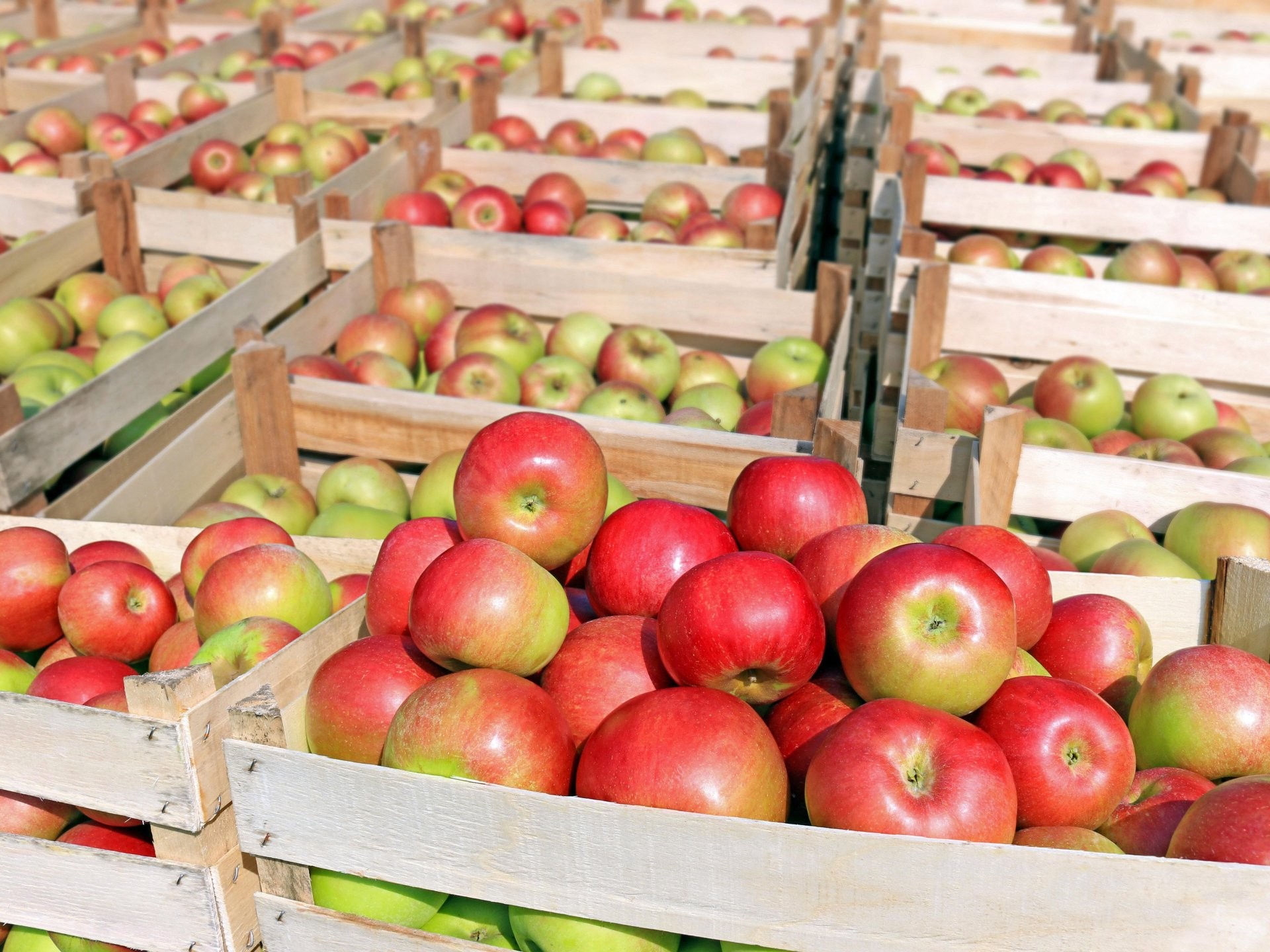 The Purchase Price of Organic Apple