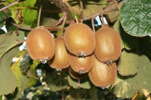 Kiwifruit orchard management