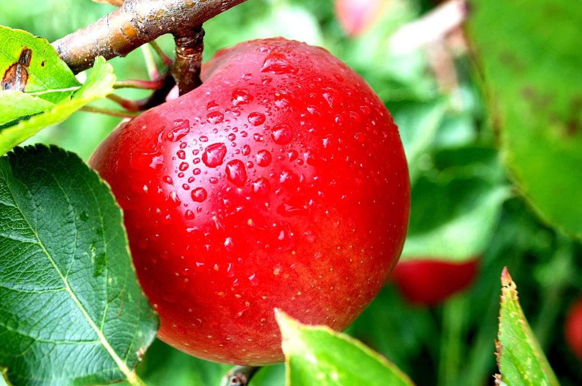 apple fruit benefits health