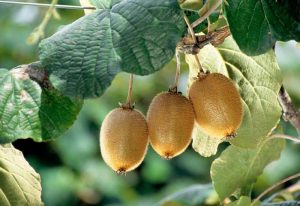 Living next to a kiwifruit orchard