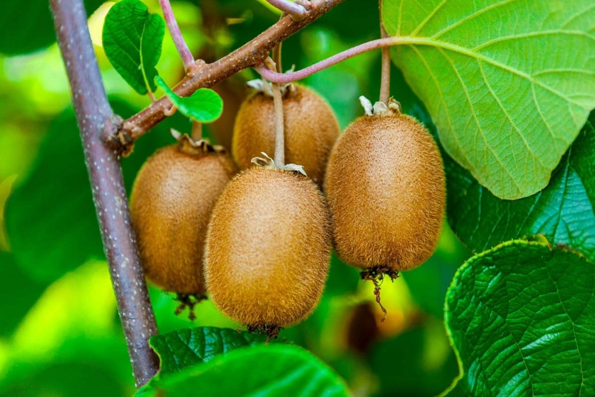 Kiwifruit orchard for sale living next to