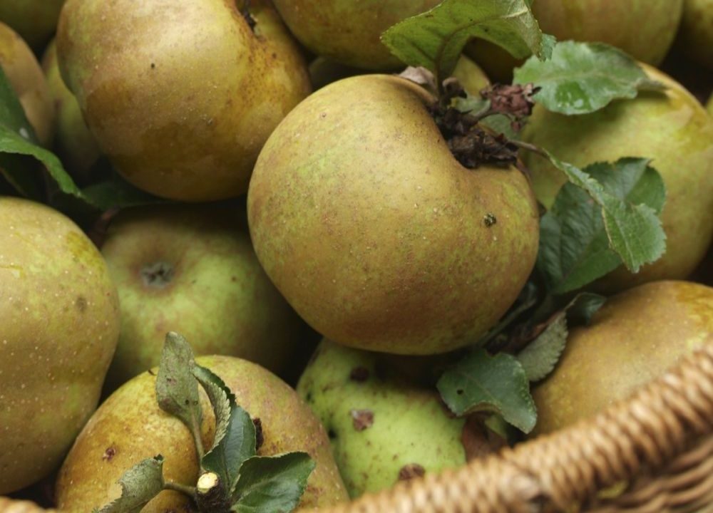 Ashmead’s kernel apple growing for sale