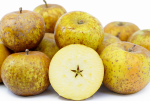 Ashmead’s kernel review