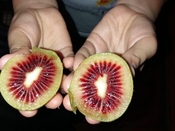 Red kiwifruit nz