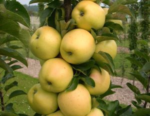 dwarf golden Dorsett apple tree