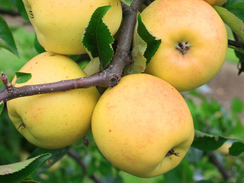 Golden Dorsett apple tree for sale