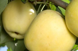 Golden Dorsett apple harvest