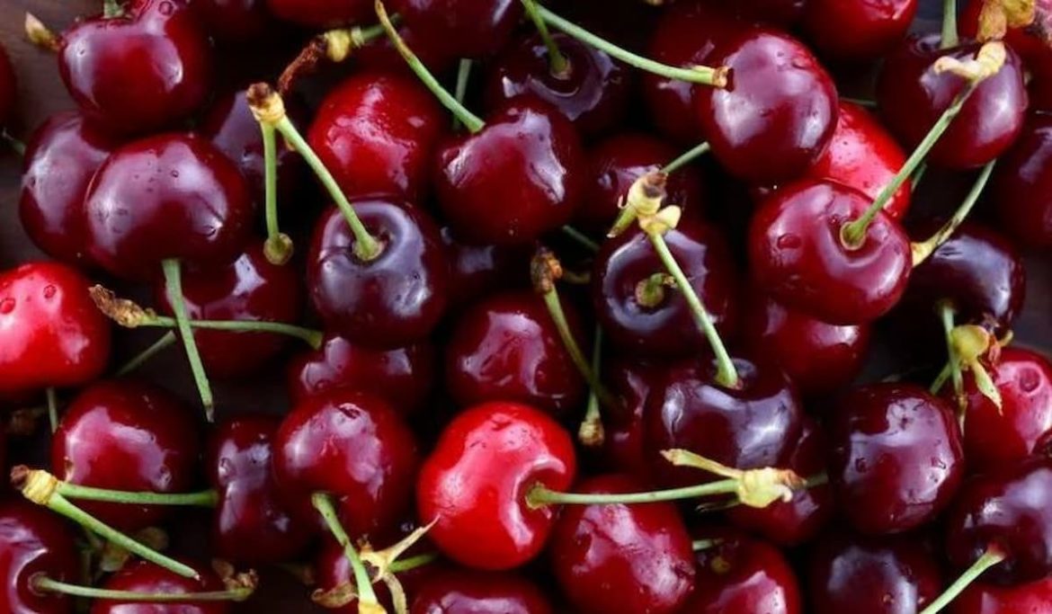 Fresh red cherry suppliers