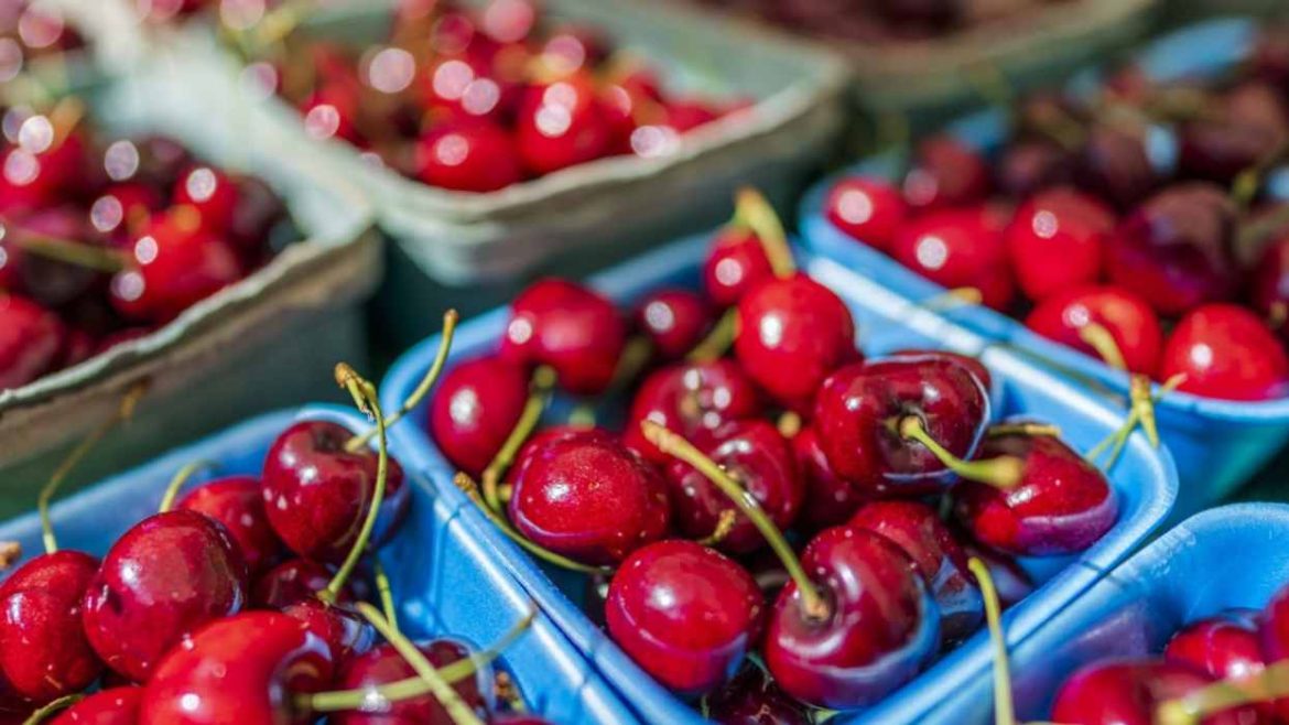 Export quality red cherry