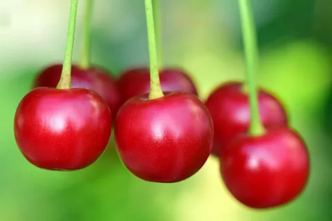 Factory price cherry