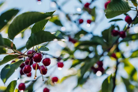 High quality cherry in bulk