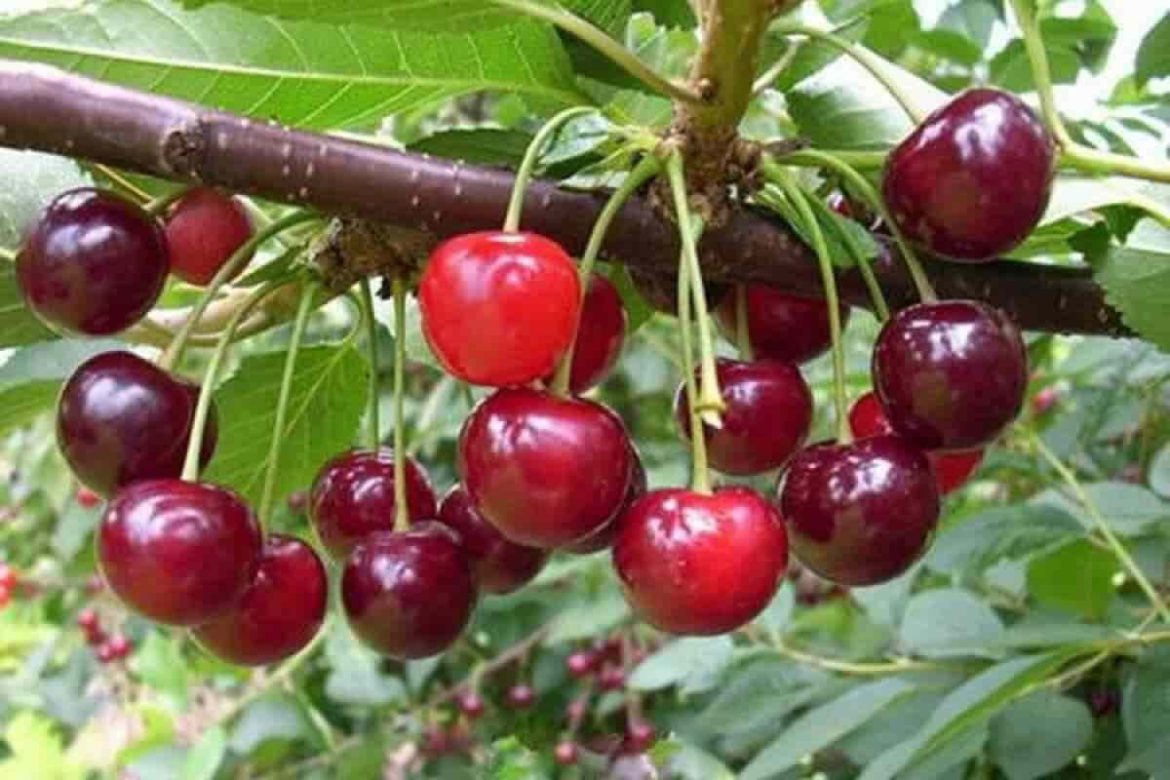 Organic sour cherry on sale