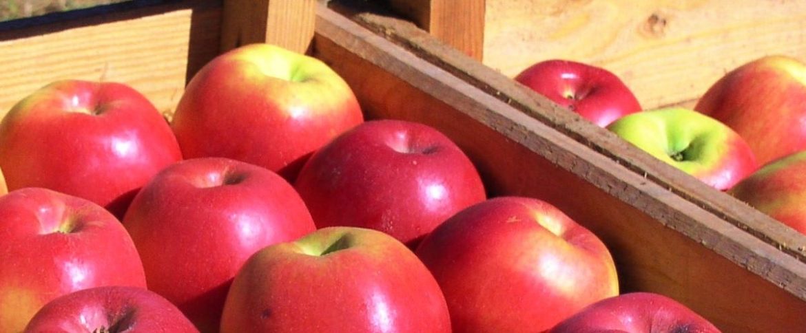 Red apple fruit | Wholesale and retail purchase price