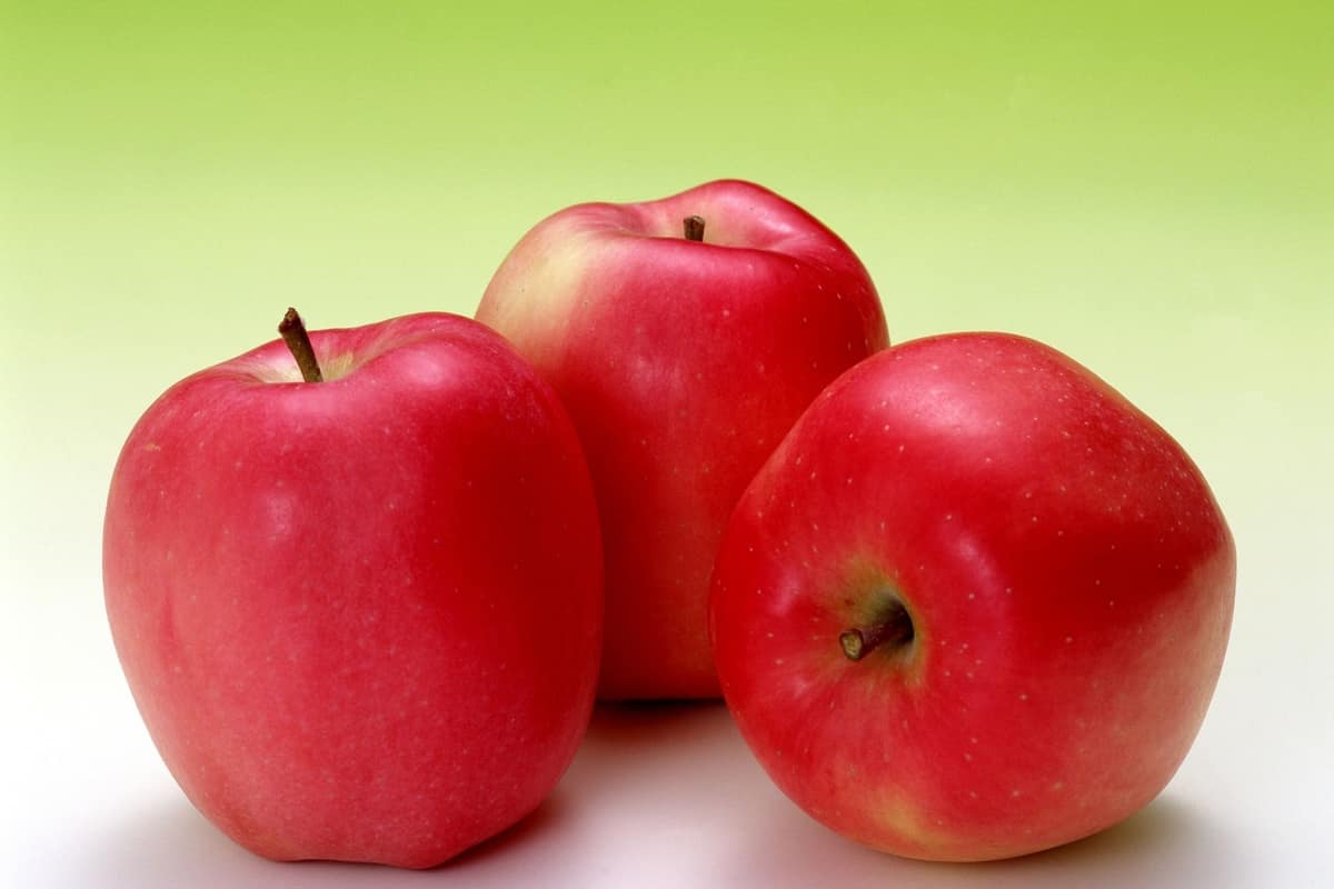  apple fruit market | Bulk purchase price and retail 