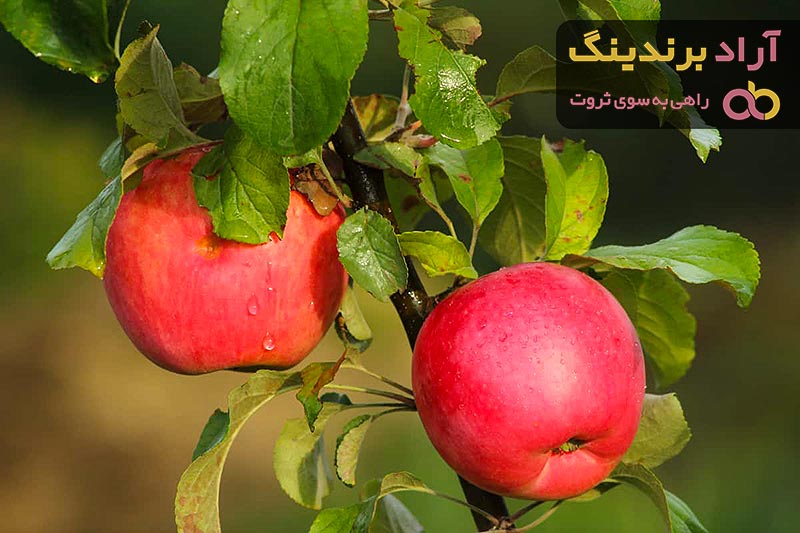  Rose Apple Fruit Price 