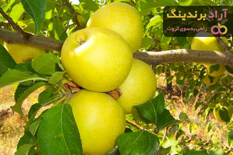  Golden Apple Fruit Price 