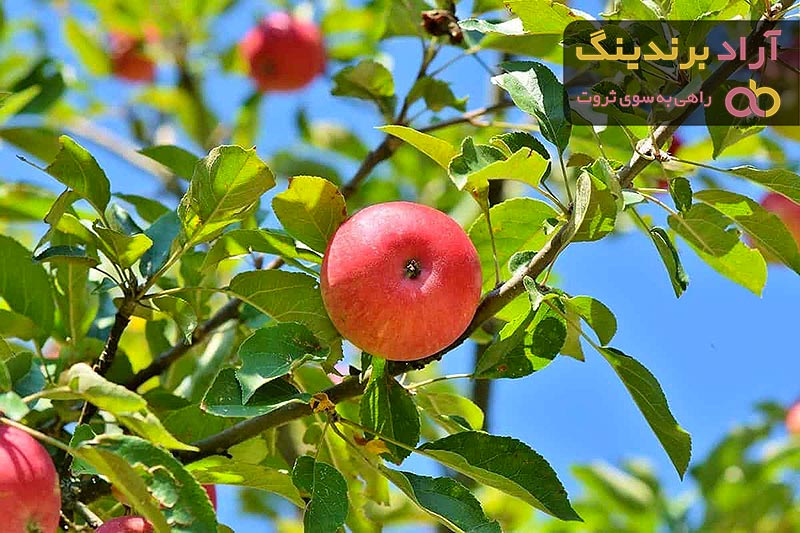  Purchase and Price of Wholesale Pink Lady Apple 