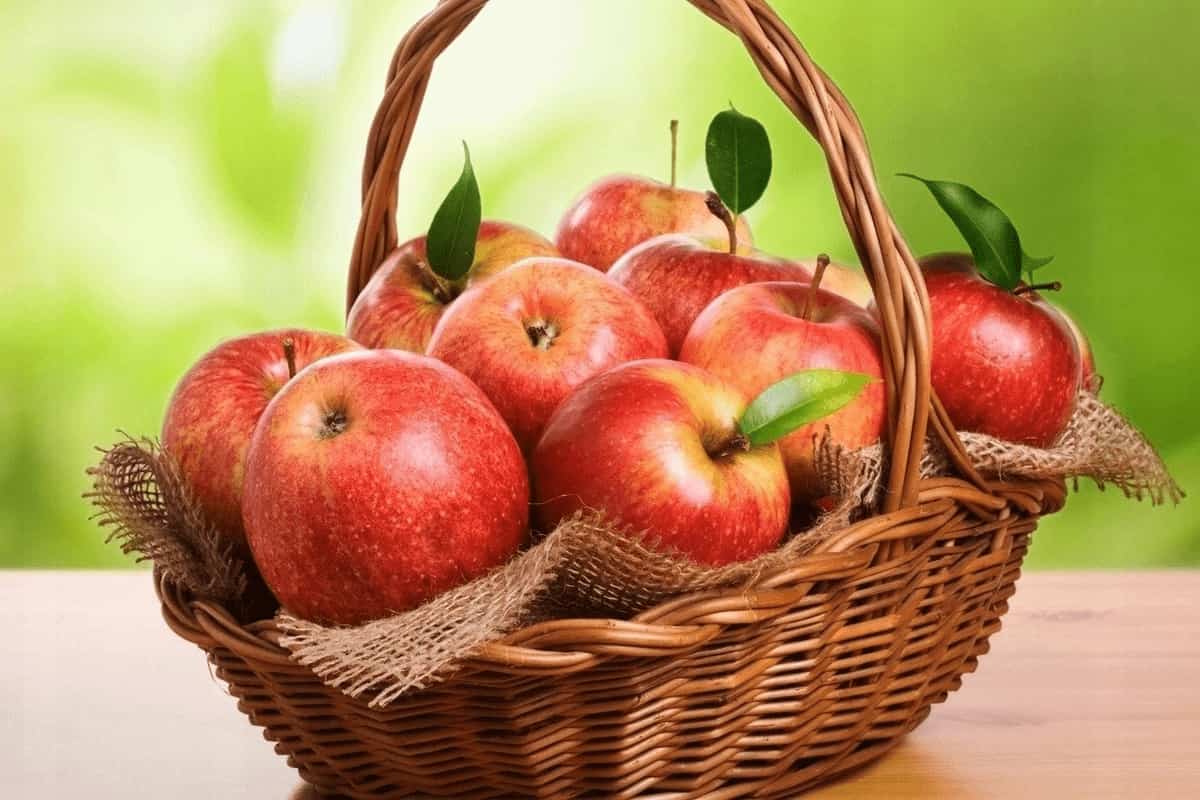  Buy Red Skin Macoun Apples + Great Price 
