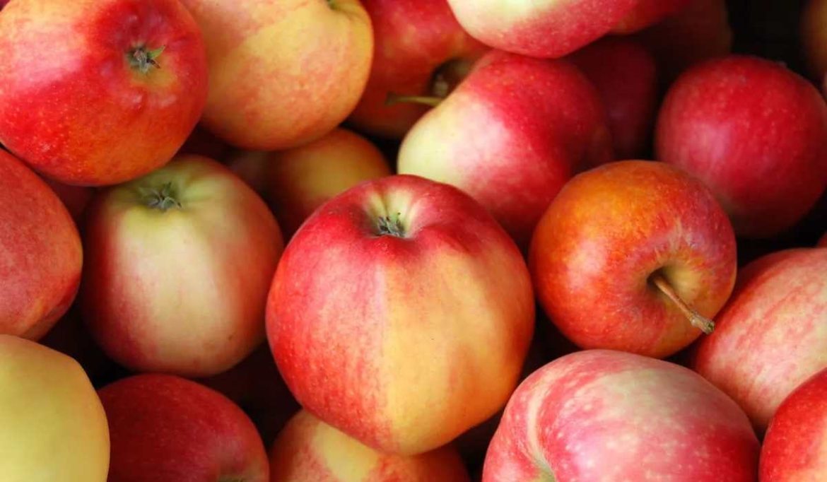 Longfield Apple Fruit Price List in 2023