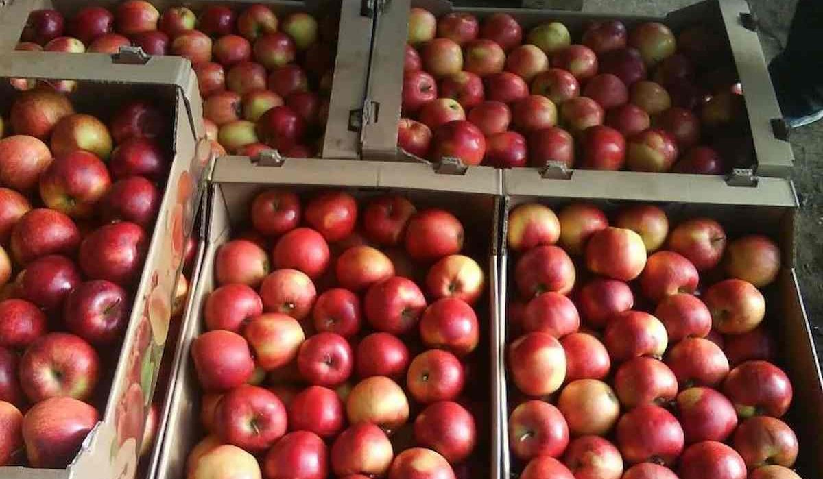  Longfield Apple Fruit Price List in 2023 