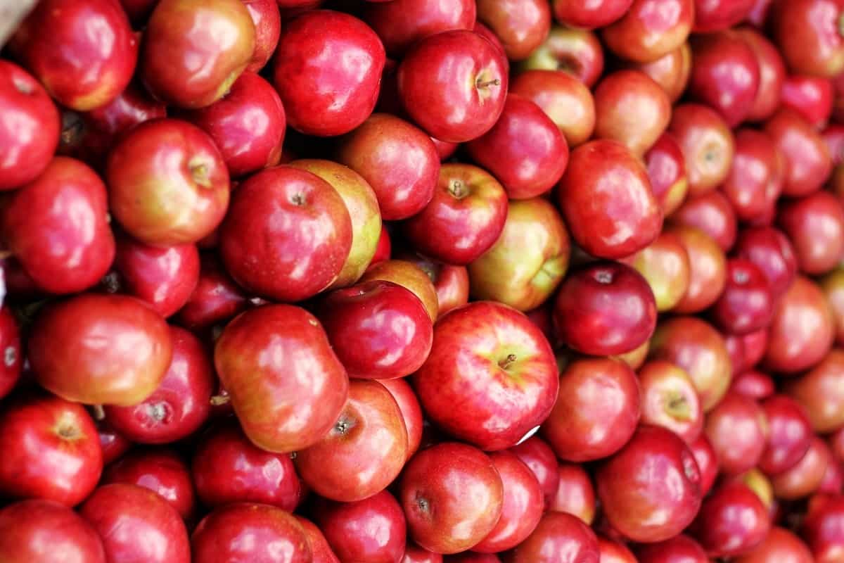  Buy Organic Gala Apples + great price 