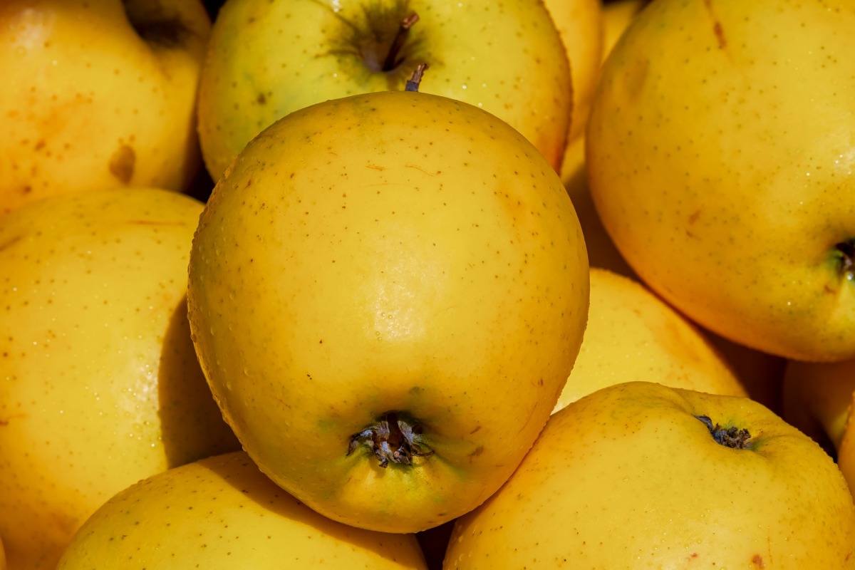  The Best Price for Buying Golden Apple Calories 