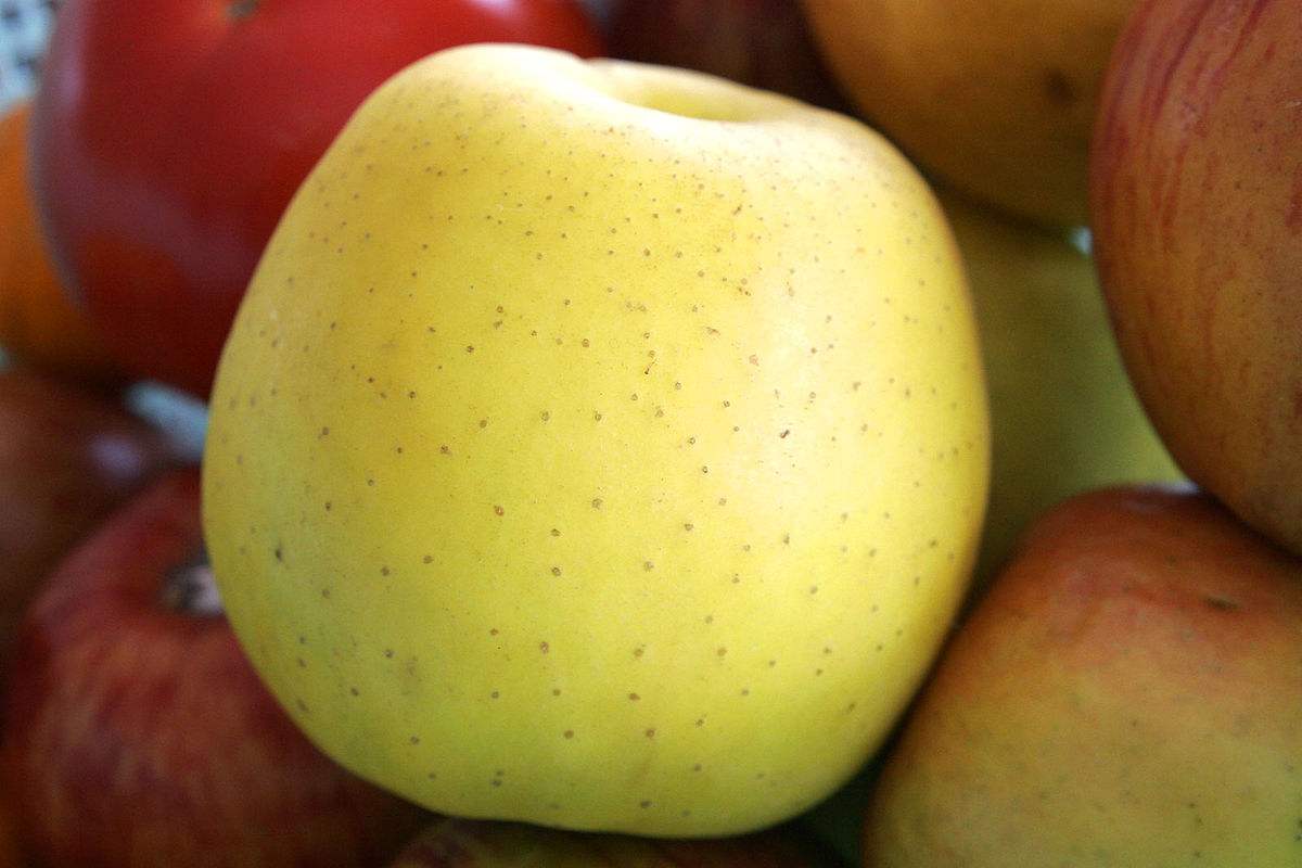  The Best Price for Buying Golden Apple Calories 
