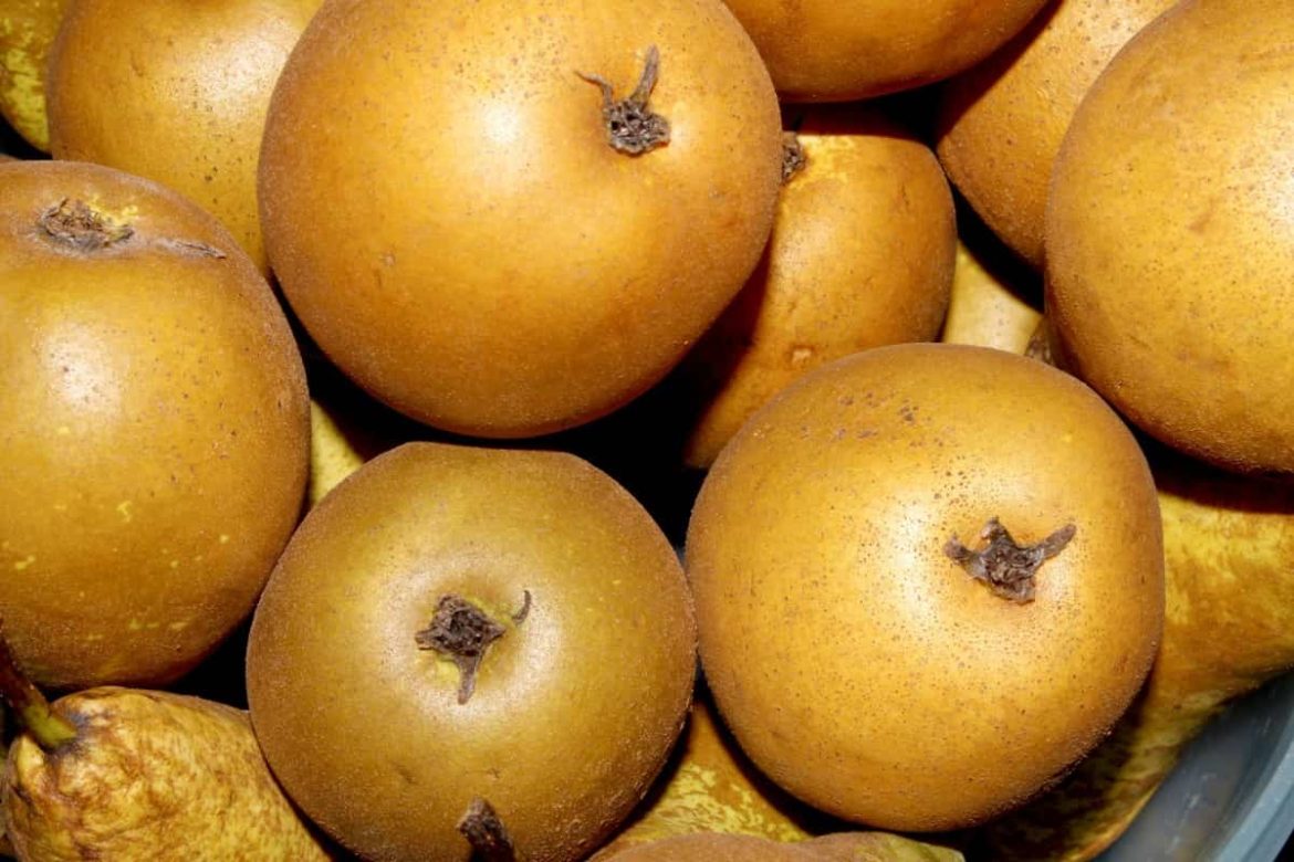 Price and purchase of Golden Russet Apple Fruit + Cheap sale