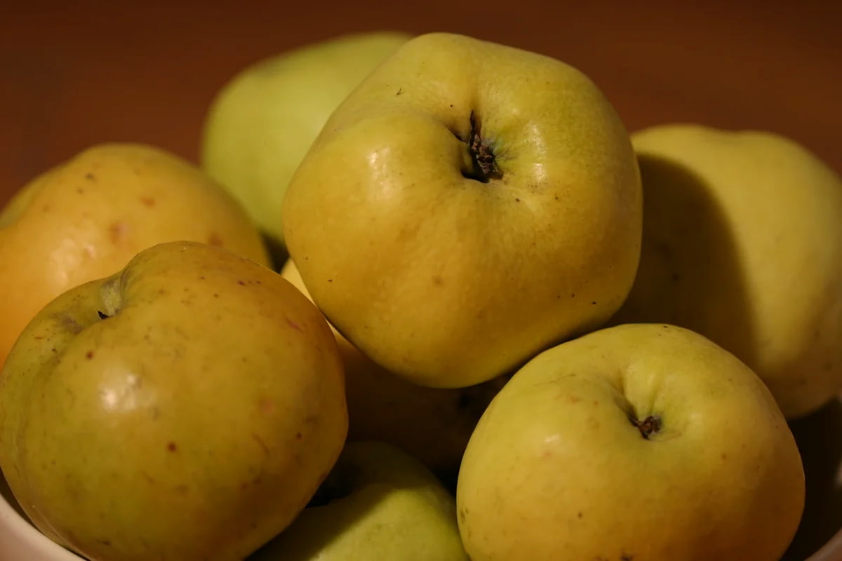  Price and purchase of Golden Russet Apple Fruit + Cheap sale 