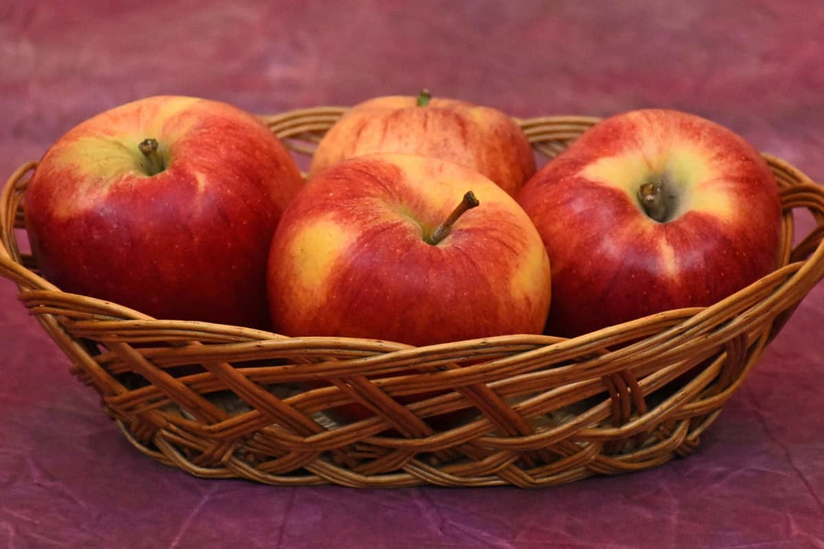  Buy and the Price of All Kinds of Scrumptious Gala Apple 
