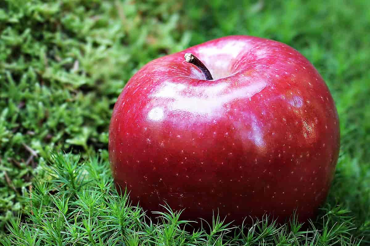  Price and purchase of Rubinette Apple Ripening Date + Cheap sale 