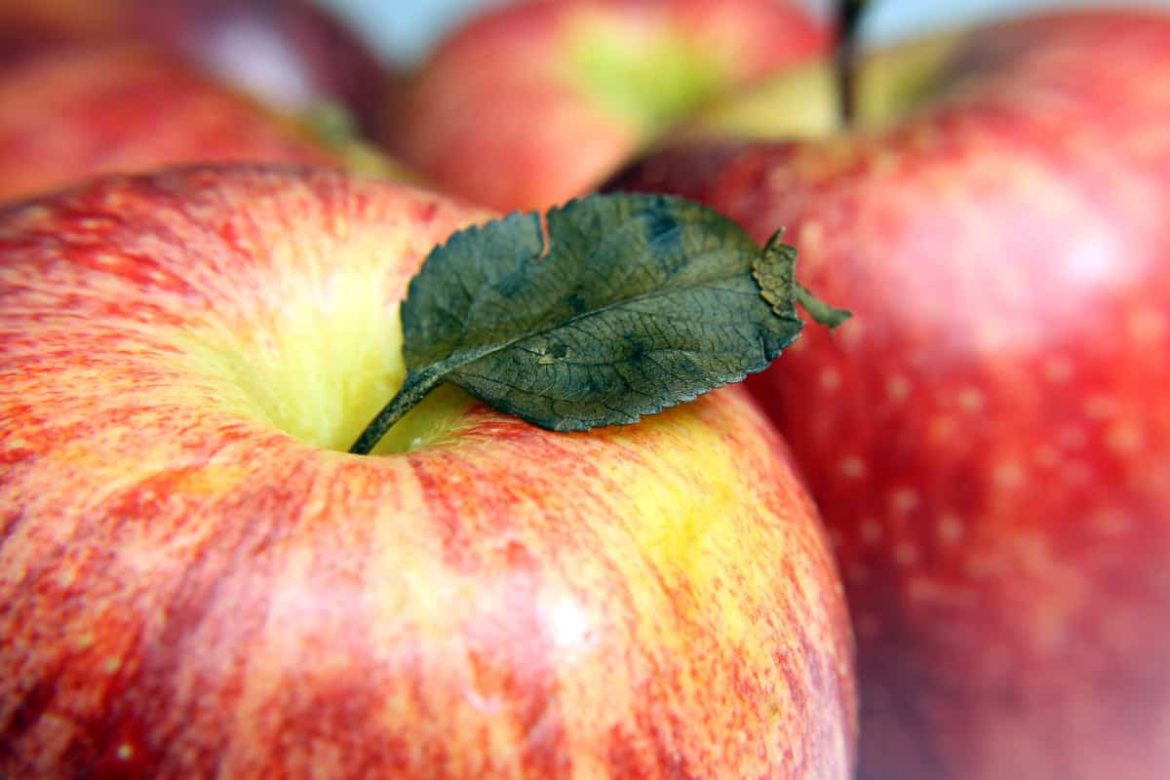 Apple fruit cultivation corr between size and quality parameters