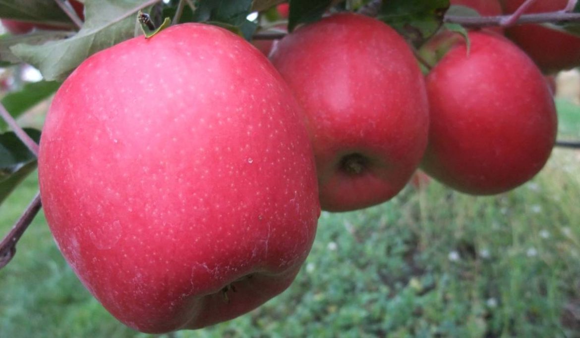 Buy Pink Apple | Selling All Types of Pink Apple At a Reasonable Price