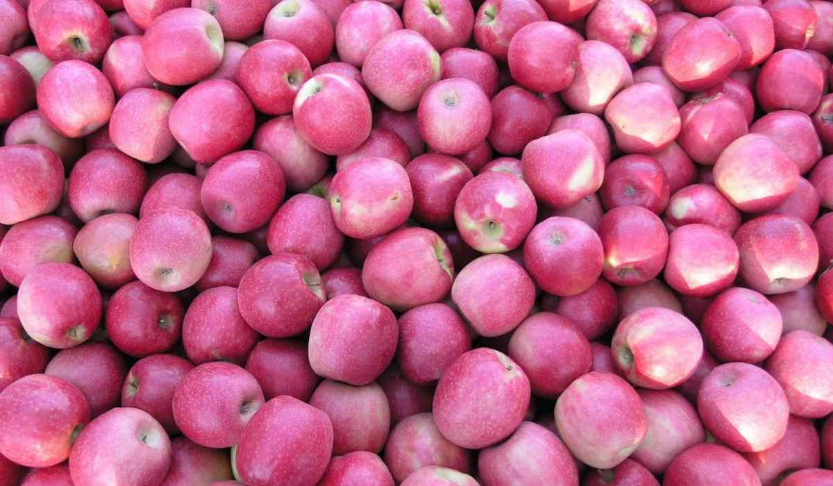  Buy Pink Apple | Selling All Types of Pink Apple At a Reasonable Price 