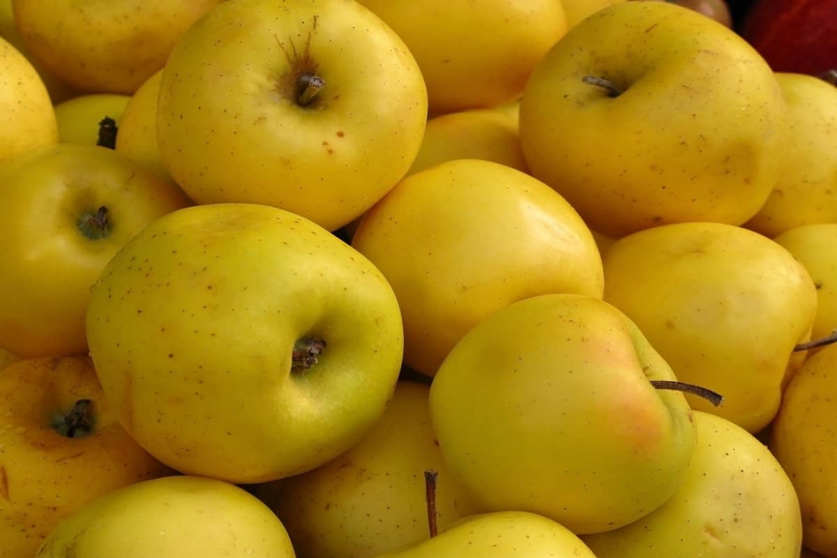  Yellow Honeycrisp apple you can purchase online 