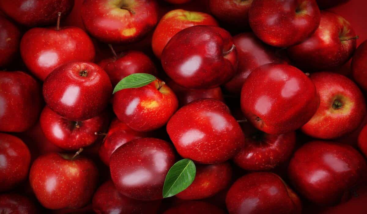 Sweet Sixteen Apples Price List in 2023 