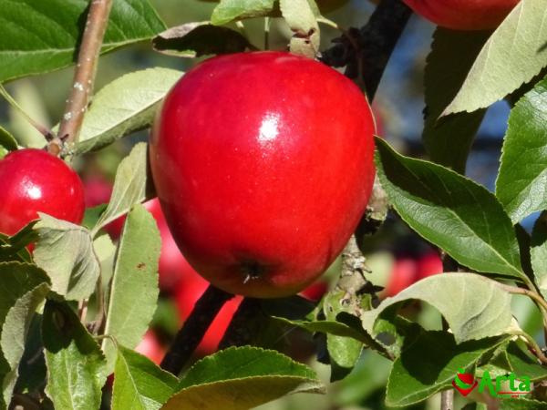 The price and purchase types of chinese apple fruit