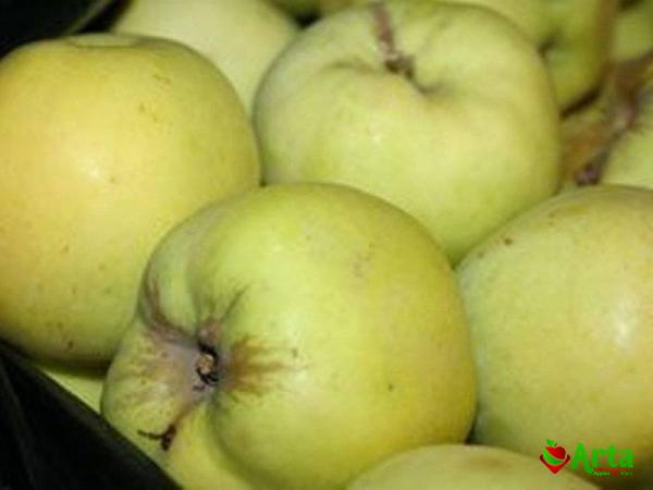 Buy small green apple fruit at an exceptional price