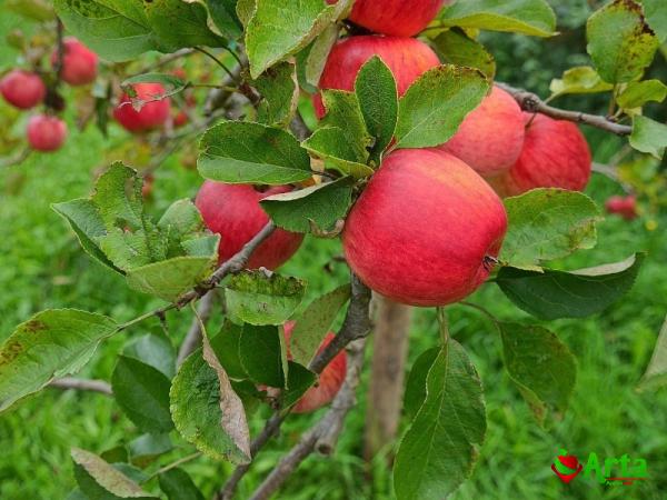 Buy star apple fruit types + price