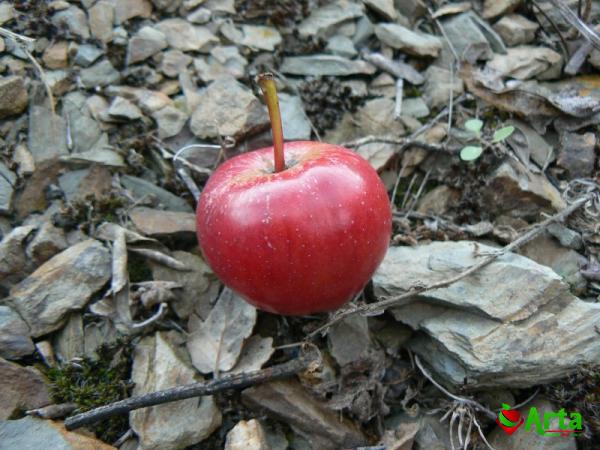 Buy red apple fruit types + price