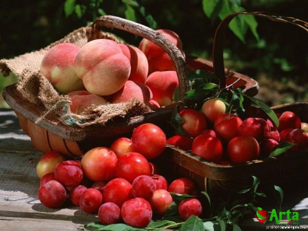 Buy small red apple fruit at an exceptional price