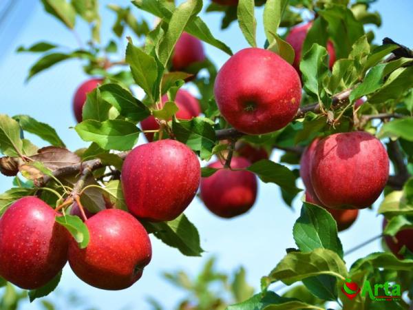 Buy small red apple looking fruit at an exceptional price