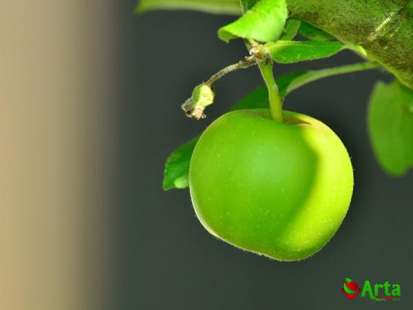 Buy small yellow apple like fruit at an exceptional price