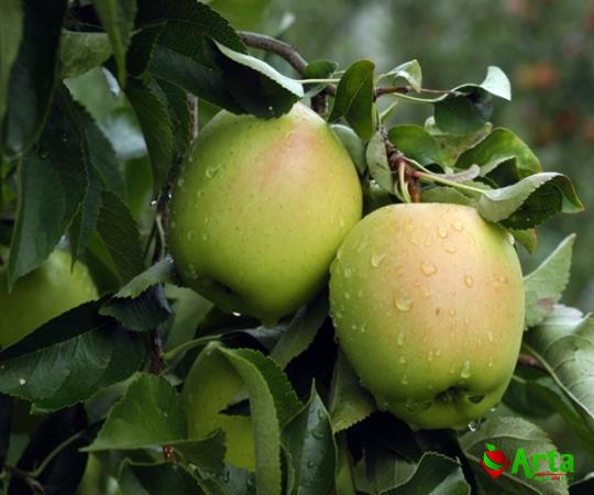 Buy yellow apple looking fruit at an exceptional price