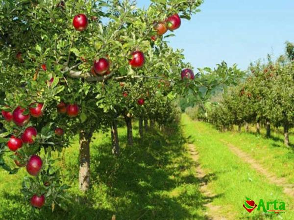 Buy red rose apple fruit + best price