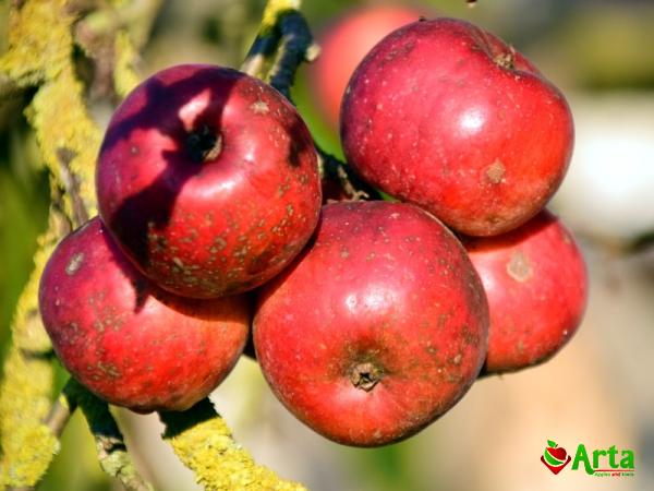 Purchase and price of cashew apple fruit types